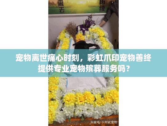 宠物离世痛心时刻，彩虹爪印宠物善终提供专业宠物殡葬服务吗？