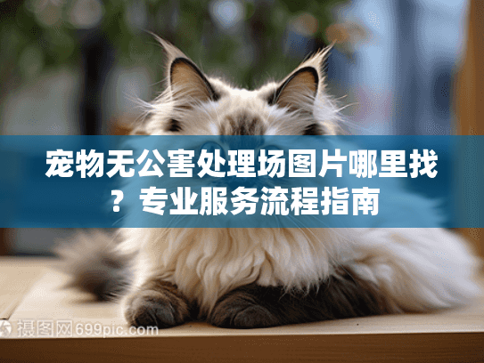 宠物无公害处理场图片哪里找？专业服务流程指南