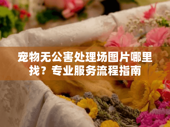 宠物无公害处理场图片哪里找？专业服务流程指南