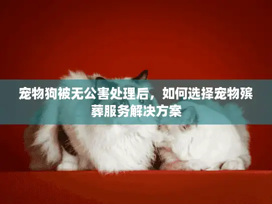 宠物狗被无公害处理后，如何选择宠物殡葬服务解决方案