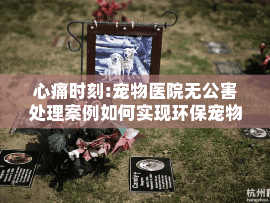 心痛时刻:宠物医院无公害处理案例如何实现环保宠物告别?