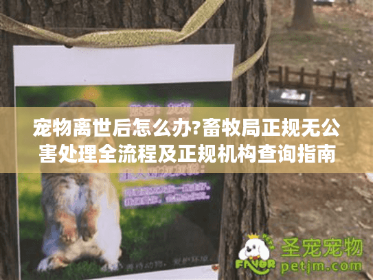宠物离世后怎么办?畜牧局正规无公害处理全流程及正规机构查询指南