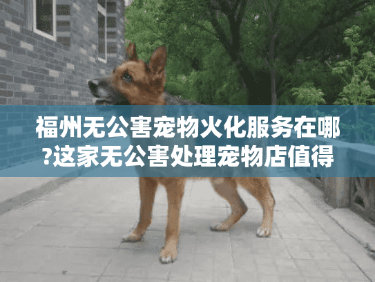 福州无公害宠物火化服务在哪?这家无公害处理宠物店值得托付