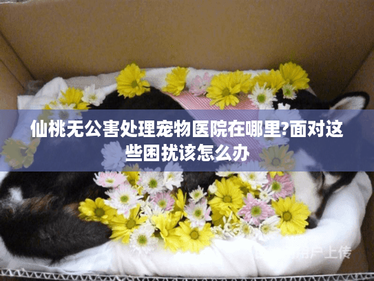 仙桃无公害处理宠物医院在哪里?面对这些困扰该怎么办