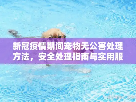 新冠疫情期间宠物无公害处理方法，安全处理指南与实用服务