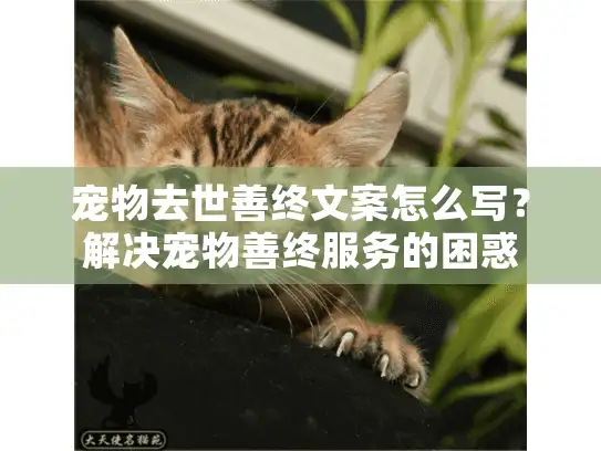 宠物去世善终文案怎么写？解决宠物善终服务的困惑