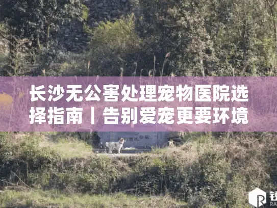 长沙无公害处理宠物医院选择指南｜告别爱宠更要环境友好