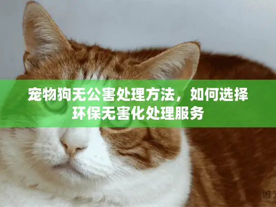 宠物狗无公害处理方法，如何选择环保无害化处理服务