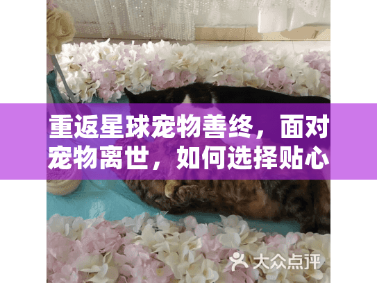 重返星球宠物善终，面对宠物离世，如何选择贴心殡葬服务？