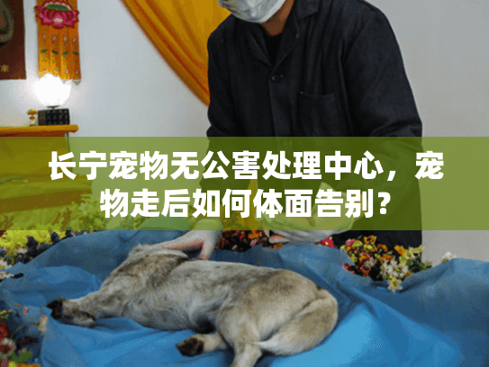 长宁宠物无公害处理中心,宠物走后如何体面告别? 长宁宠物无公害处理中心,宠物走后如何体面告别?