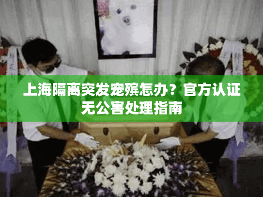 上海隔离突发宠殡怎办?官方认证无公害处理指南 上海隔离突发宠殡怎办?官方认证无公害处理指南