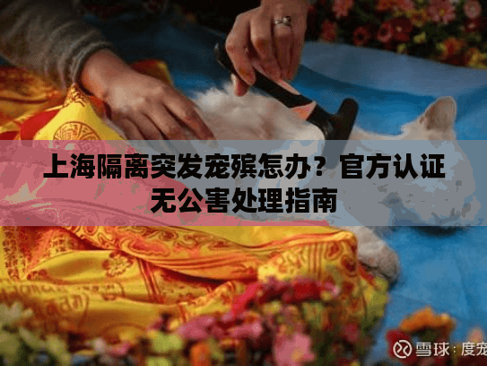 上海隔离突发宠殡怎办?官方认证无公害处理指南 上海隔离突发宠殡怎办?官方认证无公害处理指南