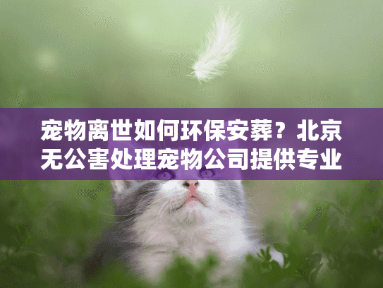 宠物离世如何环保安葬？北京无公害处理宠物公司提供专业服务