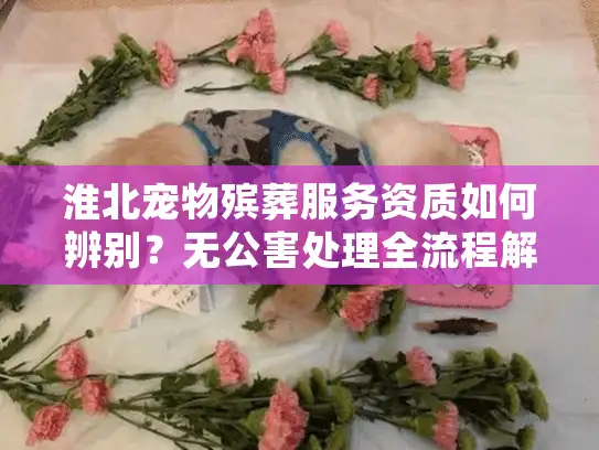 淮北宠物殡葬服务资质如何辨别？无公害处理全流程解析
