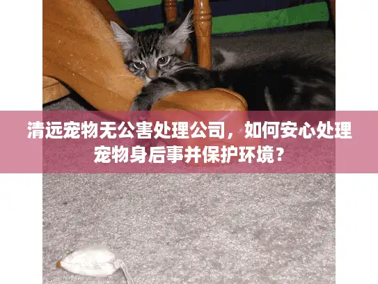 清远宠物无公害处理公司，如何安心处理宠物身后事并保护环境？