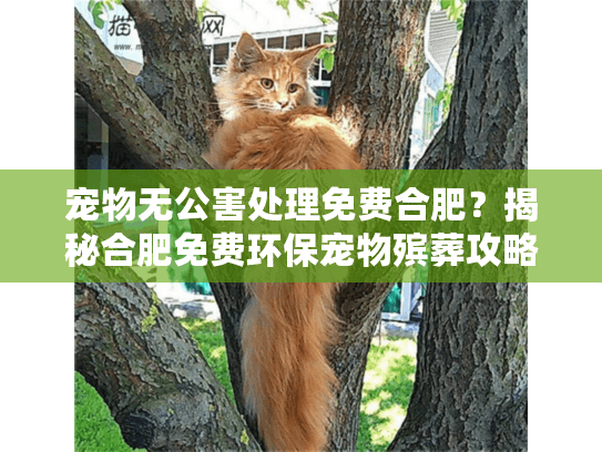 宠物无公害处理免费合肥？揭秘合肥免费环保宠物殡葬攻略
