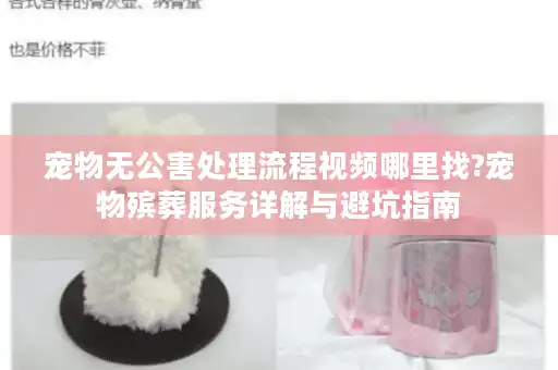 宠物无公害处理流程视频哪里找?宠物殡葬服务详解与避坑指南