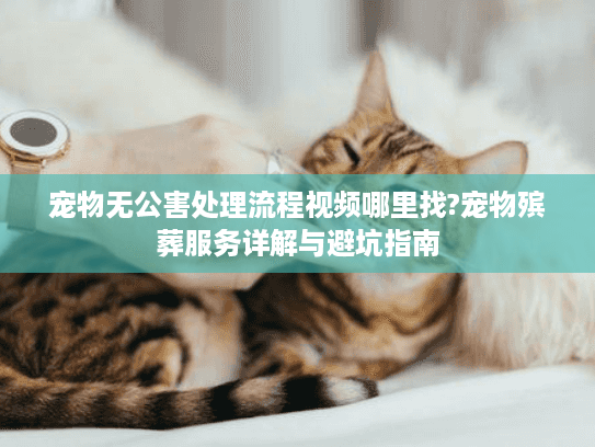 宠物无公害处理流程视频哪里找?宠物殡葬服务详解与避坑指南