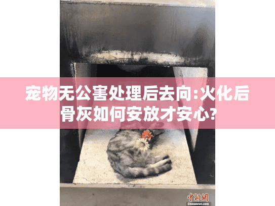 宠物无公害处理后去向:火化后骨灰如何安放才安心? 宠物无公害处理后去向:火化后骨灰如何安放才安心?