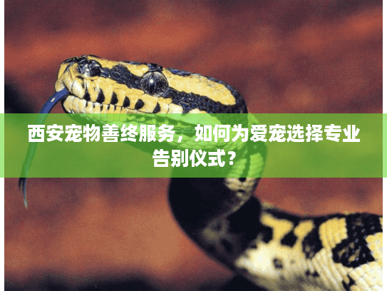 西安宠物善终服务，如何为爱宠选择专业告别仪式？