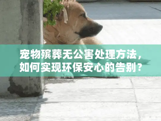 宠物殡葬无公害处理方法,如何实现环保安心的告别? 宠物殡葬无公害处理方法,如何实现环保安心的告别?