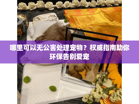 哪里可以无公害处理宠物？权威指南助你环保告别爱宠