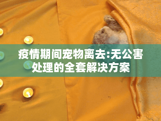 疫情期间宠物离去:无公害处理的全套解决方案