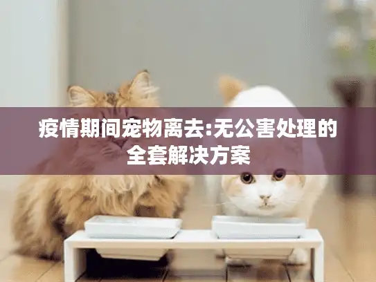 疫情期间宠物离去:无公害处理的全套解决方案