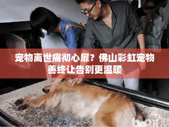 宠物离世痛彻心扉？佛山彩虹宠物善终让告别更温暖