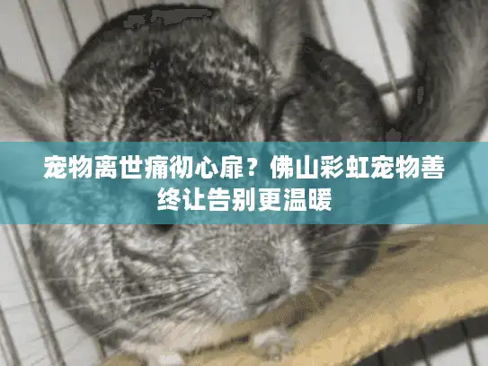 宠物离世痛彻心扉？佛山彩虹宠物善终让告别更温暖