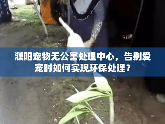濮阳宠物无公害处理中心，告别爱宠时如何实现环保处理？
