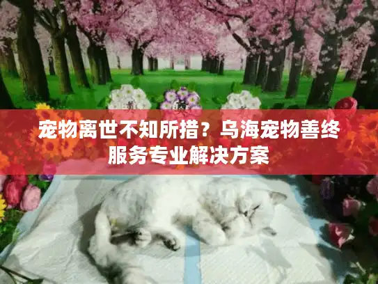 宠物离世不知所措？乌海宠物善终服务专业解决方案