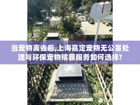 当宠物离去后,上海嘉定宠物无公害处理与环保宠物殡葬服务如何选择?