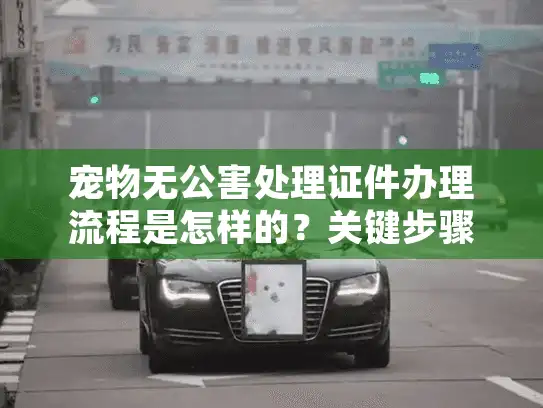 宠物无公害处理证件办理流程是怎样的？关键步骤完整解析