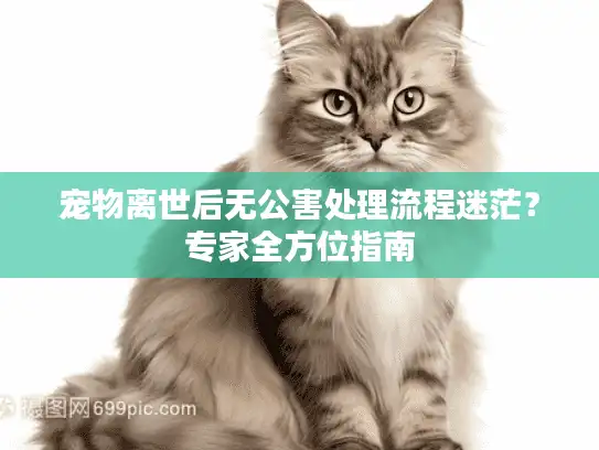 宠物离世后无公害处理流程迷茫？专家全方位指南