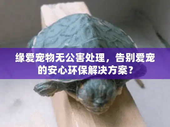 缘爱宠物无公害处理,告别爱宠的安心环保解决方案? 缘爱宠物无公害处理,告别爱宠的安心环保解决方案?