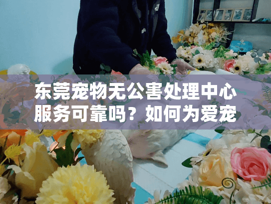 东莞宠物无公害处理中心服务可靠吗?如何为爱宠送最后一程? 东莞宠物无公害处理中心服务可靠吗?如何为爱宠送最后一程?