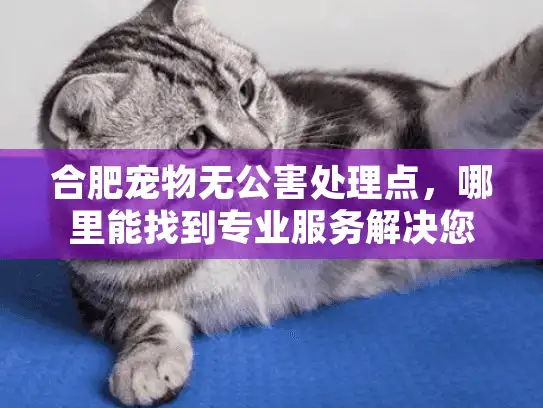 合肥宠物无公害处理点，哪里能找到专业服务解决您的后顾之忧