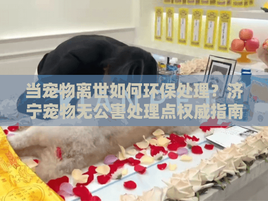 当宠物离世如何环保处理？济宁宠物无公害处理点权威指南