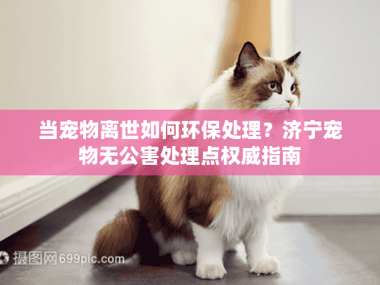 当宠物离世如何环保处理？济宁宠物无公害处理点权威指南