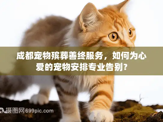 成都宠物殡葬善终服务,如何为心爱的宠物安排专业告别? 成都宠物殡葬善终服务,如何为心爱的宠物安排专业告别?