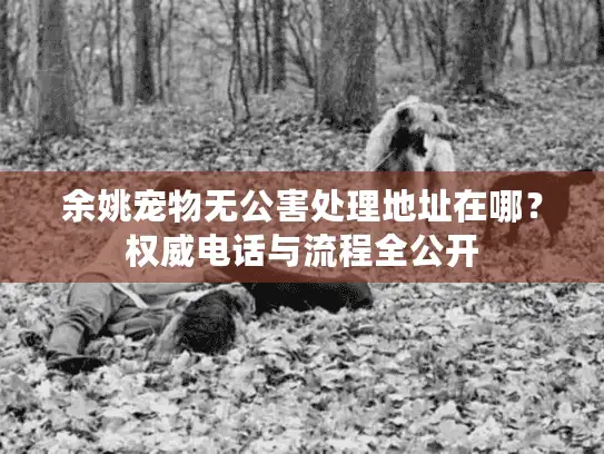 余姚宠物无公害处理地址在哪？权威电话与流程全公开