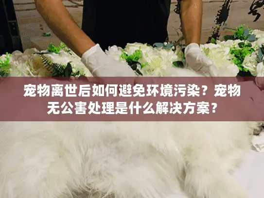 宠物离世后如何避免环境污染？宠物无公害处理是什么解决方案？