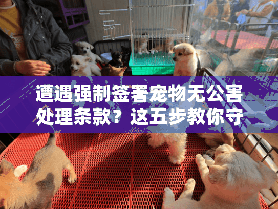 遭遇强制签署宠物无公害处理条款？这五步教你守护毛孩子尊严