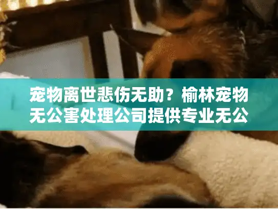 宠物离世悲伤无助？榆林宠物无公害处理公司提供专业无公害处理服务