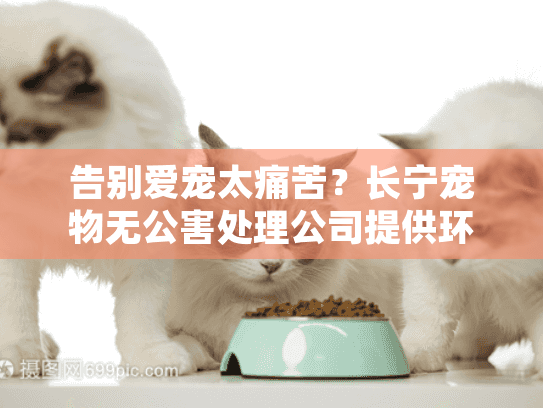 告别爱宠太痛苦？长宁宠物无公害处理公司提供环保宠物殡葬方案