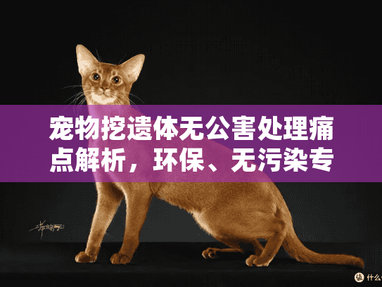 宠物挖遗体无公害处理痛点解析，环保、无污染专业方案揭秘！