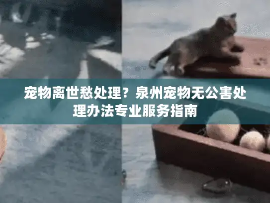 宠物离世愁处理？泉州宠物无公害处理办法专业服务指南