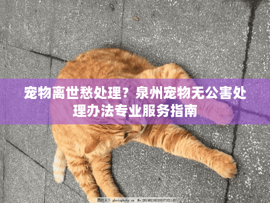 宠物离世愁处理？泉州宠物无公害处理办法专业服务指南