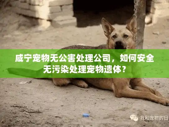 咸宁宠物无公害处理公司，如何安全无污染处理宠物遗体？